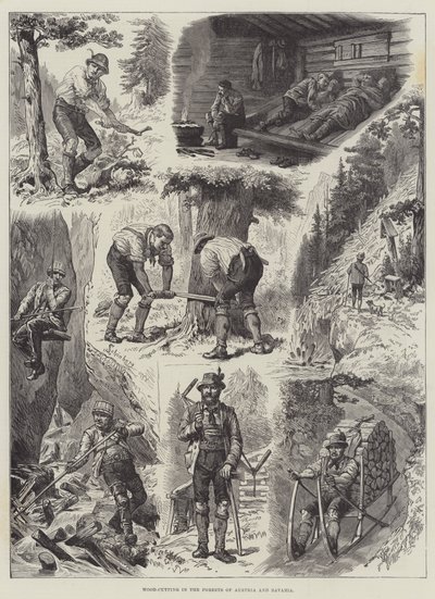 Coupe de bois dans les forêts d